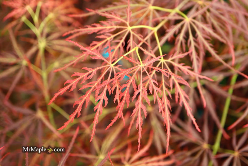 - Acer palmatum 'Dragon's Fire' Weeping Japanese Maple - Mr Maple │ Buy Japanese Maple Trees