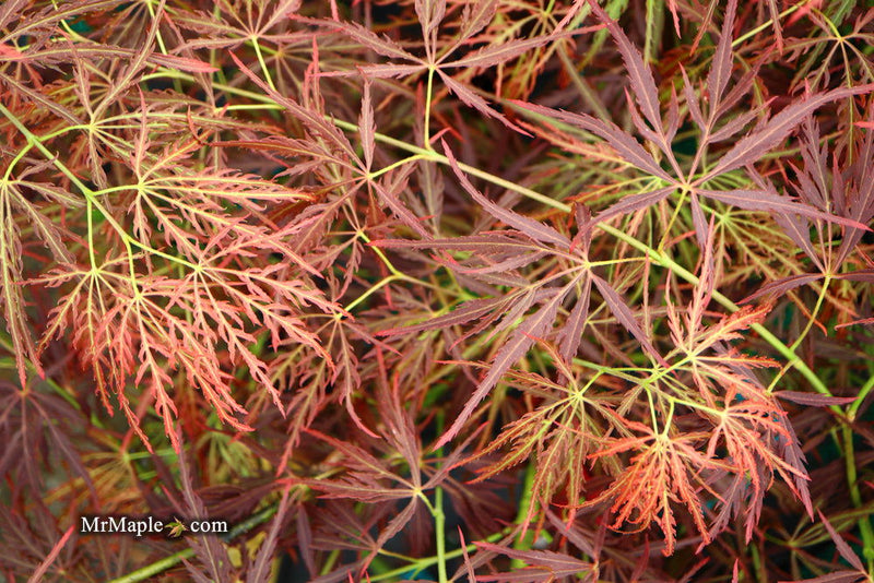 - Acer palmatum 'Dragon's Fire' Weeping Japanese Maple - Mr Maple │ Buy Japanese Maple Trees