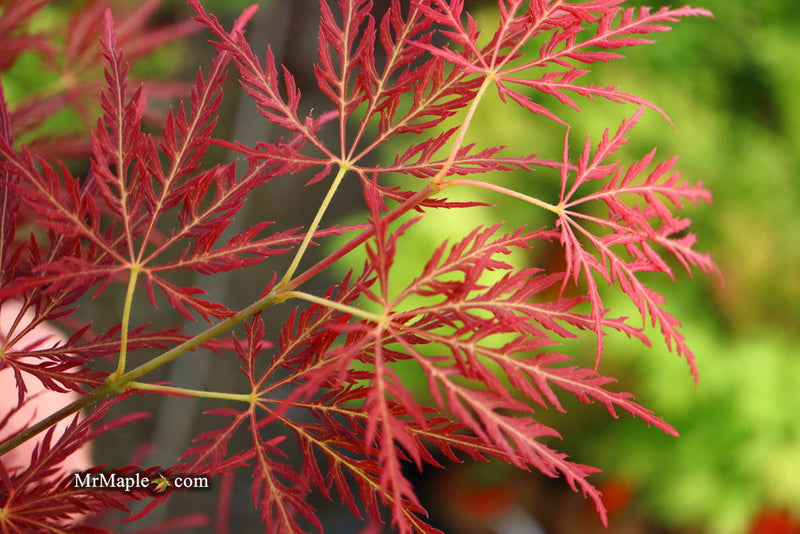- Acer palmatum 'Dragon's Fire' Weeping Japanese Maple - Mr Maple │ Buy Japanese Maple Trees