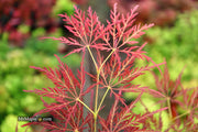 - Acer palmatum 'Dragon's Fire' Weeping Japanese Maple - Mr Maple │ Buy Japanese Maple Trees