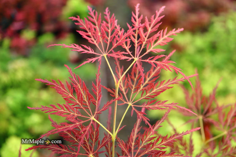 - Acer palmatum 'Dragon's Fire' Weeping Japanese Maple - Mr Maple │ Buy Japanese Maple Trees