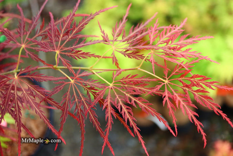 - Acer palmatum 'Dragon's Fire' Weeping Japanese Maple - Mr Maple │ Buy Japanese Maple Trees