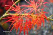 - Acer palmatum 'Dragon's Fire' Weeping Japanese Maple - Mr Maple │ Buy Japanese Maple Trees