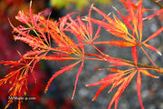 - Acer palmatum 'Dragon's Fire' Weeping Japanese Maple - Mr Maple │ Buy Japanese Maple Trees