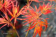 - Acer palmatum 'Dragon's Fire' Weeping Japanese Maple - Mr Maple │ Buy Japanese Maple Trees