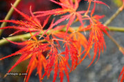 - Acer palmatum 'Dragon's Fire' Weeping Japanese Maple - Mr Maple │ Buy Japanese Maple Trees