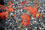 - Acer palmatum 'Dragon's Fire' Weeping Japanese Maple - Mr Maple │ Buy Japanese Maple Trees