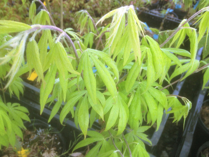 - Acer palmatum 'Duncan and Davies' Japanese Maple - Mr Maple │ Buy Japanese Maple Trees