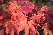 - Acer palmatum 'Duncan and Davies' Japanese Maple - Mr Maple │ Buy Japanese Maple Trees