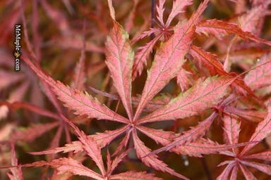 - Acer palmatum 'Earth Fire' Rare Japanese Maple - Mr Maple │ Buy Japanese Maple Trees