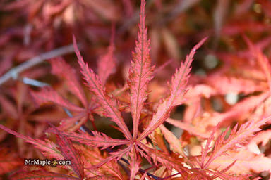 - Acer palmatum 'Earth Fire' Rare Japanese Maple - Mr Maple │ Buy Japanese Maple Trees