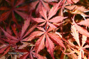 - Acer palmatum 'Earth Fire' Rare Japanese Maple - Mr Maple │ Buy Japanese Maple Trees