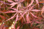 - Acer palmatum 'Earth Fire' Rare Japanese Maple - Mr Maple │ Buy Japanese Maple Trees