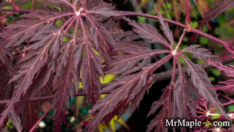 - Acer palmatum 'Ebony' Weeping Japanese Maple - Mr Maple │ Buy Japanese Maple Trees