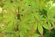 - Acer palmatum 'Ed Carmine' Japanese Maple - Mr Maple │ Buy Japanese Maple Trees