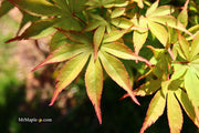 - Acer palmatum 'Ed Carmine' Japanese Maple - Mr Maple │ Buy Japanese Maple Trees