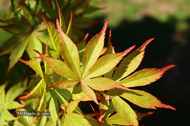 - Acer palmatum 'Ed Carmine' Japanese Maple - Mr Maple │ Buy Japanese Maple Trees