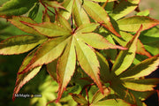 - Acer palmatum 'Ed Carmine' Japanese Maple - Mr Maple │ Buy Japanese Maple Trees