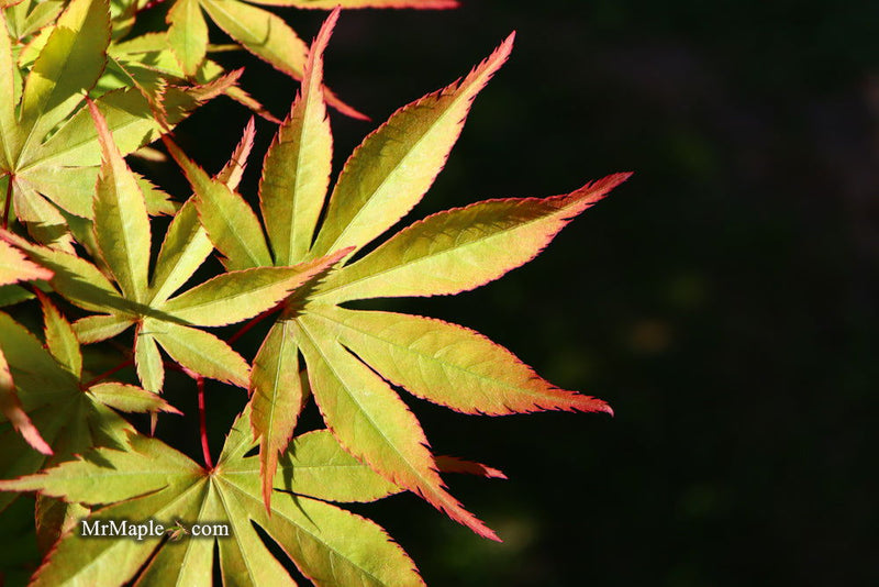 - Acer palmatum 'Ed Carmine' Japanese Maple - Mr Maple │ Buy Japanese Maple Trees