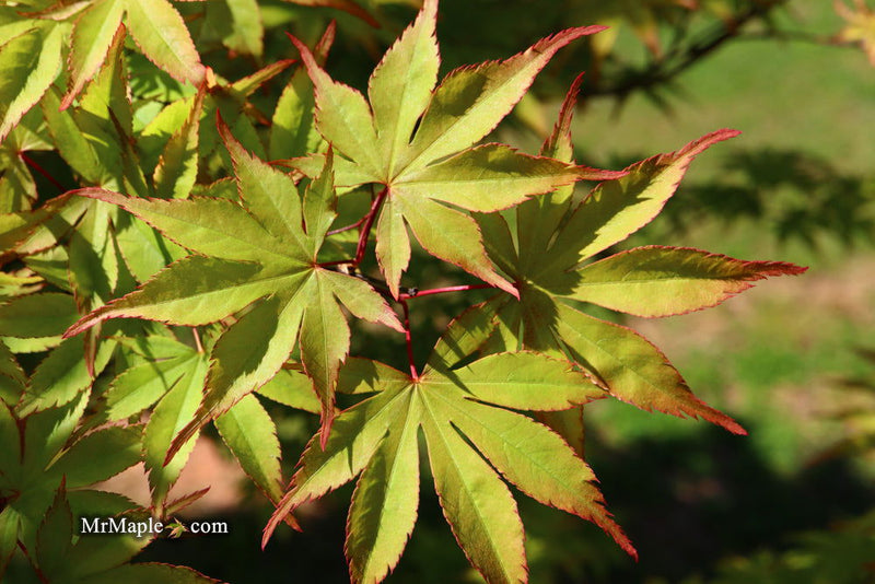 - Acer palmatum 'Ed Carmine' Japanese Maple - Mr Maple │ Buy Japanese Maple Trees
