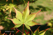 - Acer palmatum 'Ed Carmine' Japanese Maple - Mr Maple │ Buy Japanese Maple Trees