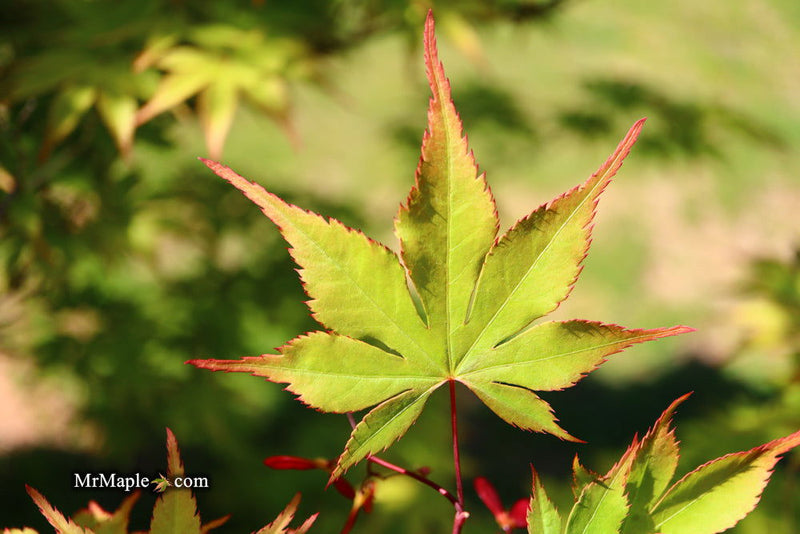 - Acer palmatum 'Ed Carmine' Japanese Maple - Mr Maple │ Buy Japanese Maple Trees