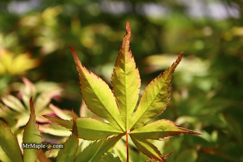 - Acer palmatum 'Ed Carmine' Japanese Maple - Mr Maple │ Buy Japanese Maple Trees