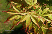 - Acer palmatum 'Ed Carmine' Japanese Maple - Mr Maple │ Buy Japanese Maple Trees