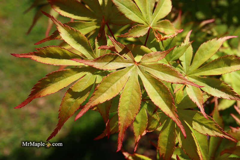 - Acer palmatum 'Ed Carmine' Japanese Maple - Mr Maple │ Buy Japanese Maple Trees