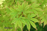 - Acer palmatum 'Ed Carmine' Japanese Maple - Mr Maple │ Buy Japanese Maple Trees