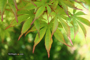 - Acer palmatum 'Ed Carmine' Japanese Maple - Mr Maple │ Buy Japanese Maple Trees