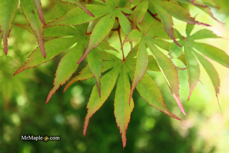 - Acer palmatum 'Ed Carmine' Japanese Maple - Mr Maple │ Buy Japanese Maple Trees