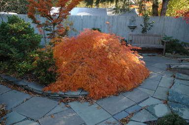 - Acer palmatum 'Edgewood' Weeping Japanese Maple - Mr Maple │ Buy Japanese Maple Trees