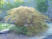 - Acer palmatum 'Edgewood' Weeping Japanese Maple - Mr Maple │ Buy Japanese Maple Trees