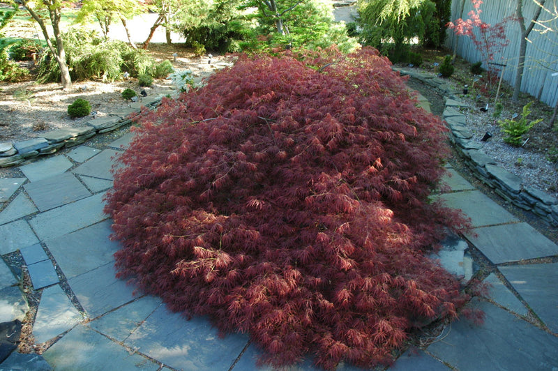 - Acer palmatum 'Edgewood' Weeping Japanese Maple - Mr Maple │ Buy Japanese Maple Trees