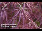 - Acer palmatum 'Edgewood' Weeping Japanese Maple - Mr Maple │ Buy Japanese Maple Trees