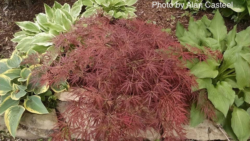 - Acer palmatum 'Edgewood' Weeping Japanese Maple - Mr Maple │ Buy Japanese Maple Trees
