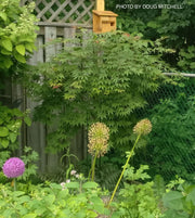 - Acer palmatum 'Edna Bergman' Japanese Maple - Mr Maple │ Buy Japanese Maple Trees