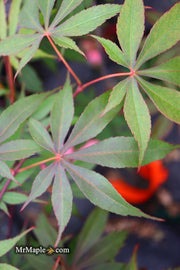 - Acer palmatum 'Edna Bergman' Japanese Maple - Mr Maple │ Buy Japanese Maple Trees