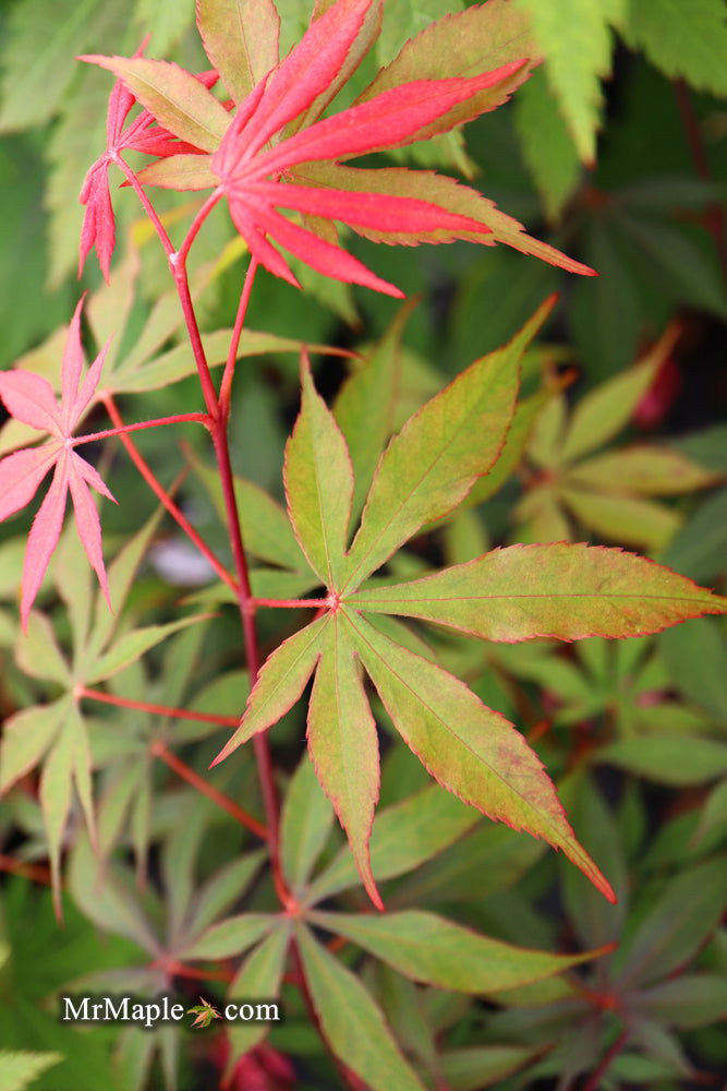 - Acer palmatum 'Edna Bergman' Japanese Maple - Mr Maple │ Buy Japanese Maple Trees
