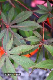 - Acer palmatum 'Edna Bergman' Japanese Maple - Mr Maple │ Buy Japanese Maple Trees