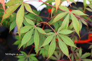 - Acer palmatum 'Edna Bergman' Japanese Maple - Mr Maple │ Buy Japanese Maple Trees