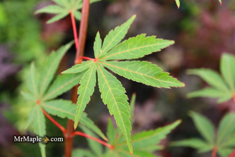 - Acer palmatum 'Edna Bergman' Japanese Maple - Mr Maple │ Buy Japanese Maple Trees