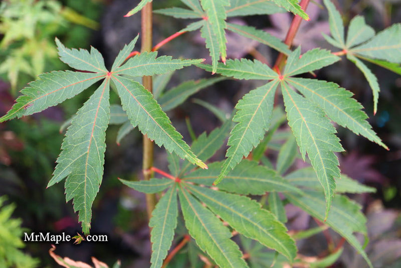 - Acer palmatum 'Edna Bergman' Japanese Maple - Mr Maple │ Buy Japanese Maple Trees