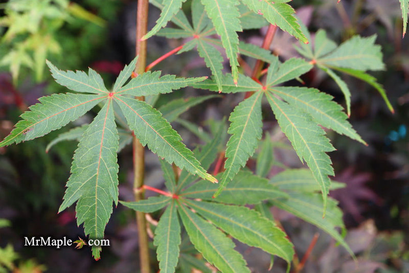 - Acer palmatum 'Edna Bergman' Japanese Maple - Mr Maple │ Buy Japanese Maple Trees
