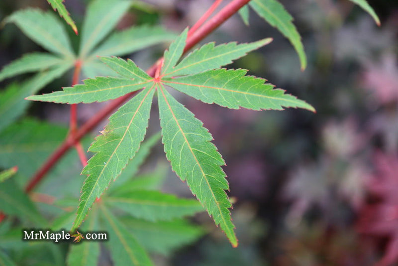 - Acer palmatum 'Edna Bergman' Japanese Maple - Mr Maple │ Buy Japanese Maple Trees