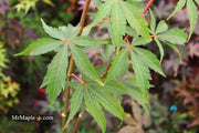 - Acer palmatum 'Edna Bergman' Japanese Maple - Mr Maple │ Buy Japanese Maple Trees
