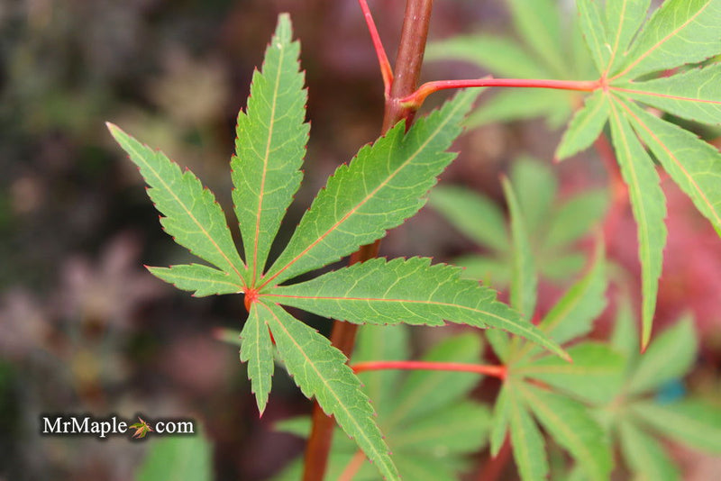 - Acer palmatum 'Edna Bergman' Japanese Maple - Mr Maple │ Buy Japanese Maple Trees
