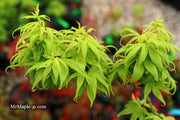 - Acer palmatum 'El Tigre' Mendoza Japanese Maple - Mr Maple │ Buy Japanese Maple Trees