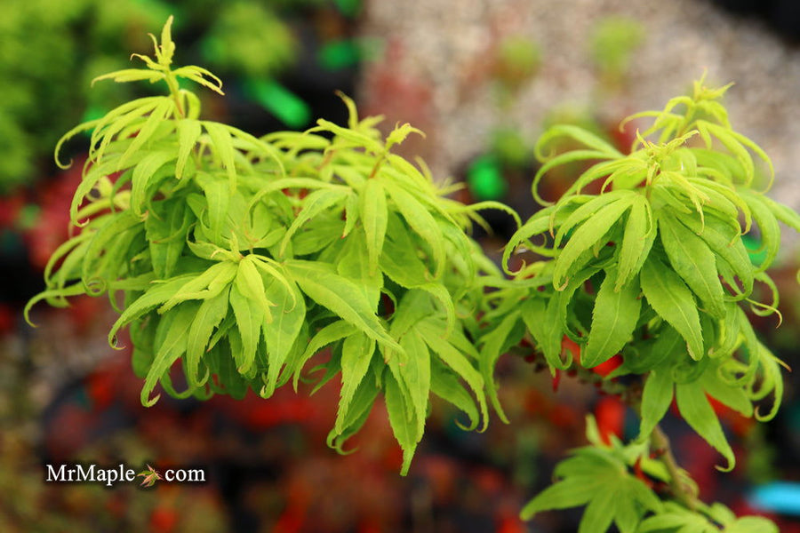 Buy Acer palmatum 'El Tigre' Dwarf Japanese Maple — Mr Maple